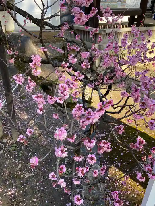 北野天満宮の自然