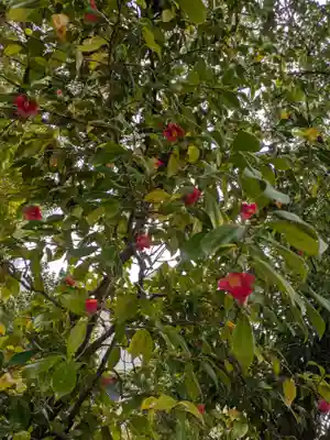 中津瀬神社の自然