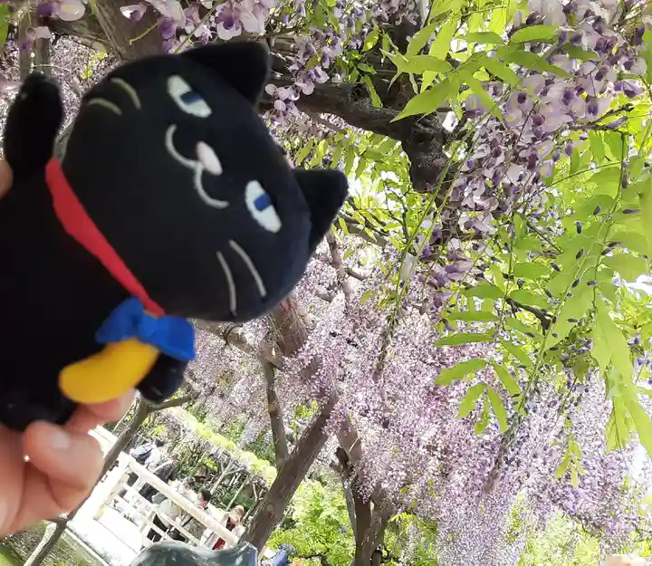 亀戸天神社(東京都)