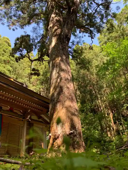 八乙女根尾神社の自然