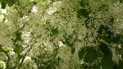 沙沙貴神社(滋賀県)