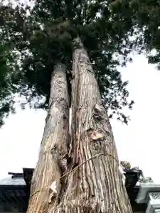 高司神社〜むすびの神の鎮まる社〜の自然(2020年03月07日(土) 13時30分50秒投稿)