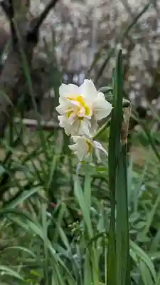 梅宮大社(京都府)