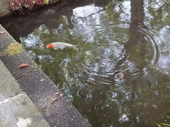 賀茂御祖神社(下鴨神社)の動物