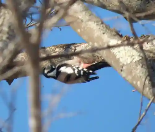 留辺蘂神社の動物
