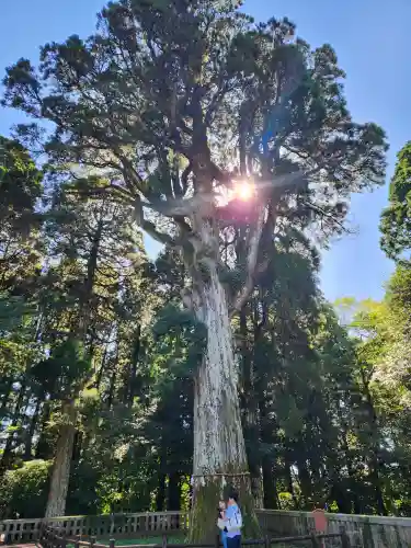 霧島神宮の自然