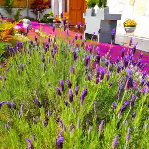 寿量山 速成寺(奈良県)(2023年05月04日(木) 05時20分14秒投稿)