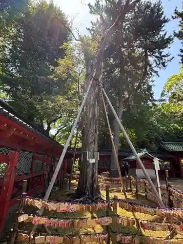 根津神社の{uncategorized: "未分類", other: "その他", undefined: "問題あり", building: "その他建物", grave: "お墓", sacred_gate: "鳥居", guardian: "狛犬", statue: "像", buddha: "仏像", history: "歴史", nature: "自然", garden: "庭園", animal: "動物", pagoda: "塔", temizu: "手水舎", mountain_gate: "山門・神門", sanctuary: "本殿・本堂", subordinate: "末社・摂社", art: "芸術", scenery: "景色", jizo: "地蔵", ema: "絵馬", goshuin: "御朱印", omikuji: "おみくじ", items: "授与品その他", amulet: "お守り", goshuincho: "御朱印帳", eats: "食事", festival: "お祭り", votive_dance: "神楽", shichigosan: "七五三参", wedding: "結婚式", experience: "体験その他", initially: "初詣", around: "周辺", anti_infection: "感染症対策"}