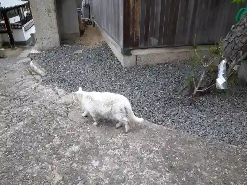 羽黒神社の動物