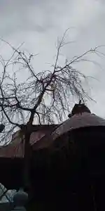 大鏑神社の自然(2020年03月27日(金) 10時00分26秒投稿)