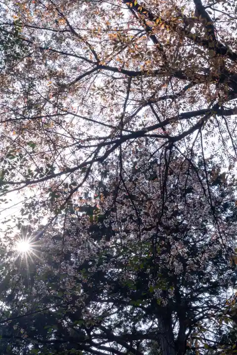 大田神社(賀茂別雷神社境外摂社)(京都府)