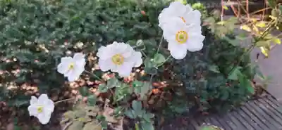 荏柄天神社(神奈川県)