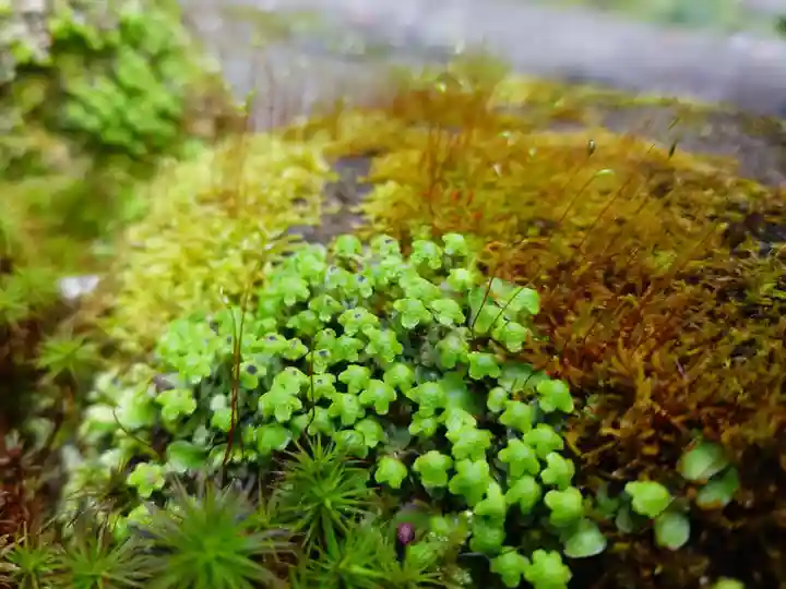 杉本寺(神奈川県)