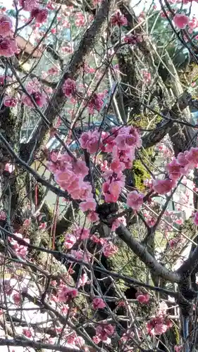 大覚寺(京都府)