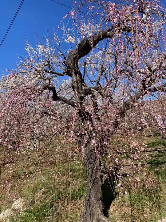 八幡社(小田原市曽我別所)(神奈川県)