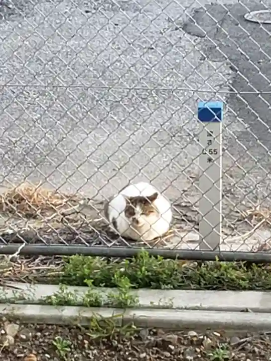 率土神社の動物