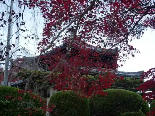 善峯寺(京都府)