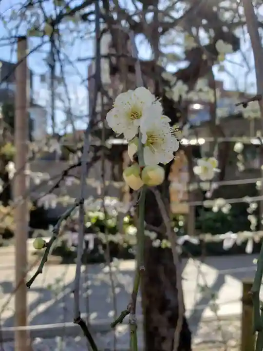 鳩森八幡神社(東京都)