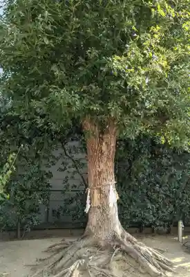 玉造稲荷神社分社の自然