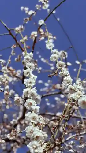 大縣神社の{uncategorized: "未分類", other: "その他", undefined: "問題あり", building: "その他建物", grave: "お墓", sacred_gate: "鳥居", guardian: "狛犬", statue: "像", buddha: "仏像", history: "歴史", nature: "自然", garden: "庭園", animal: "動物", pagoda: "塔", temizu: "手水舎", mountain_gate: "山門・神門", sanctuary: "本殿・本堂", subordinate: "末社・摂社", art: "芸術", scenery: "景色", jizo: "地蔵", ema: "絵馬", goshuin: "御朱印", omikuji: "おみくじ", items: "授与品その他", amulet: "お守り", goshuincho: "御朱印帳", eats: "食事", festival: "お祭り", votive_dance: "神楽", shichigosan: "七五三参", wedding: "結婚式", experience: "体験その他", initially: "初詣", around: "周辺", anti_infection: "感染症対策"}