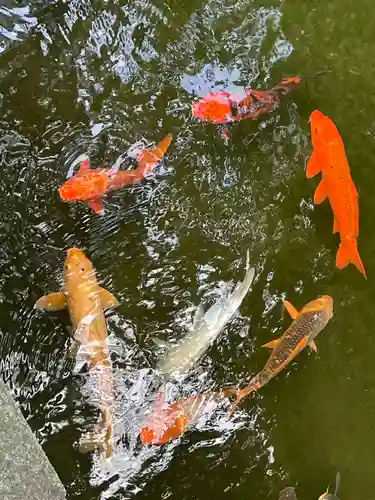 西新井大師総持寺(東京都)