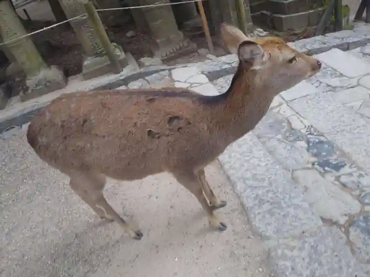 春日大社の動物