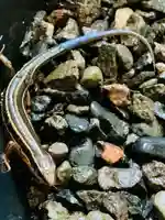 土津神社|こどもと出世の神さまの動物