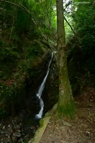 大山阿夫利神社の自然