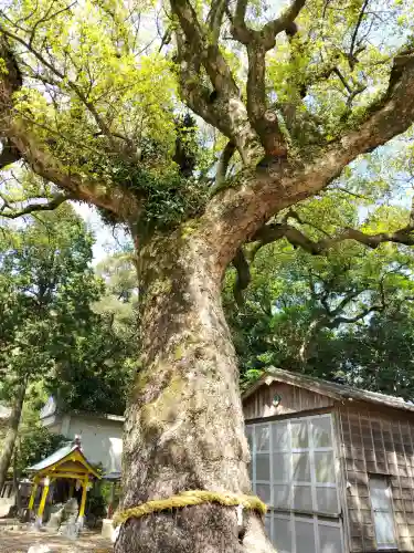 日和佐八幡神社の{uncategorized: "未分類", other: "その他", undefined: "問題あり", building: "その他建物", grave: "お墓", sacred_gate: "鳥居", guardian: "狛犬", statue: "像", buddha: "仏像", history: "歴史", nature: "自然", garden: "庭園", animal: "動物", pagoda: "塔", temizu: "手水舎", mountain_gate: "山門・神門", sanctuary: "本殿・本堂", subordinate: "末社・摂社", art: "芸術", scenery: "景色", jizo: "地蔵", ema: "絵馬", goshuin: "御朱印", omikuji: "おみくじ", items: "授与品その他", amulet: "お守り", goshuincho: "御朱印帳", eats: "食事", festival: "お祭り", votive_dance: "神楽", shichigosan: "七五三参", wedding: "結婚式", experience: "体験その他", initially: "初詣", around: "周辺", anti_infection: "感染症対策"}