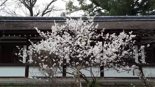 平野神社の自然