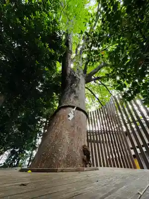 鎮守氷川神社(埼玉県)