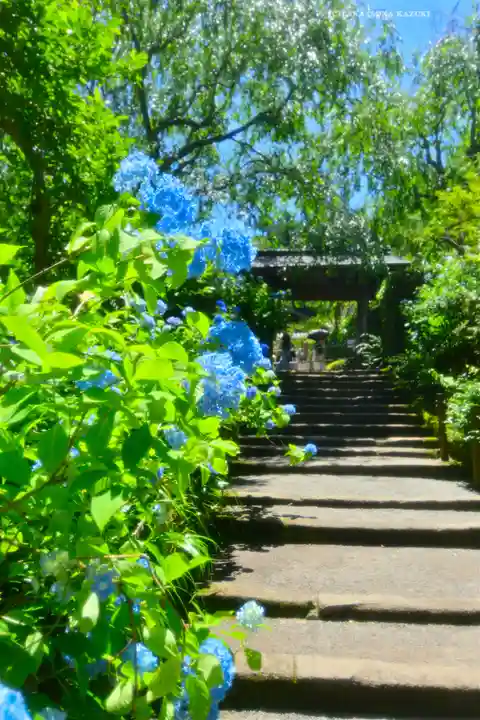 明月院(神奈川県)