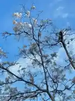 蚊里田八幡宮の{uncategorized: "未分類", other: "その他", undefined: "問題あり", building: "その他建物", grave: "お墓", sacred_gate: "鳥居", guardian: "狛犬", statue: "像", buddha: "仏像", history: "歴史", nature: "自然", garden: "庭園", animal: "動物", pagoda: "塔", temizu: "手水舎", mountain_gate: "山門・神門", sanctuary: "本殿・本堂", subordinate: "末社・摂社", art: "芸術", scenery: "景色", jizo: "地蔵", ema: "絵馬", goshuin: "御朱印", omikuji: "おみくじ", items: "授与品その他", amulet: "お守り", goshuincho: "御朱印帳", eats: "食事", festival: "お祭り", votive_dance: "神楽", shichigosan: "七五三参", wedding: "結婚式", experience: "体験その他", initially: "初詣", around: "周辺", anti_infection: "感染症対策"}