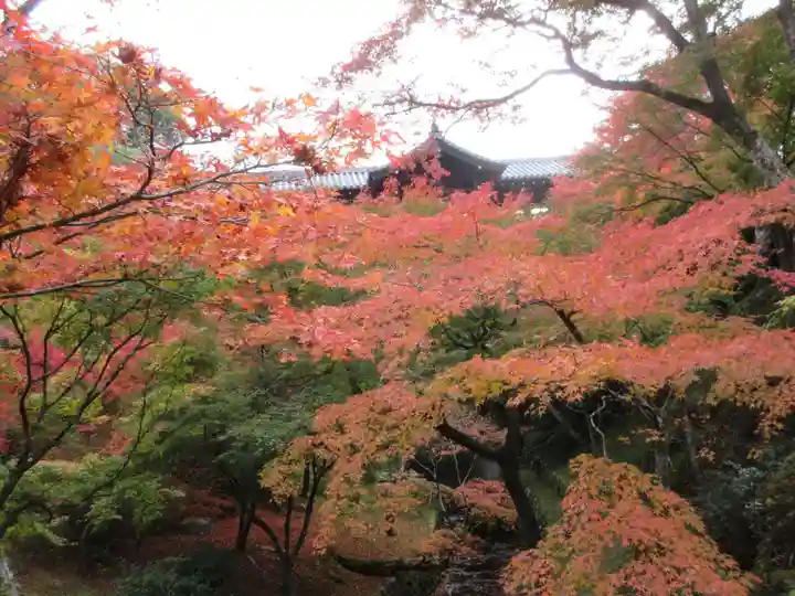 東福禅寺(東福寺)の自然