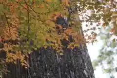 須山浅間神社の自然