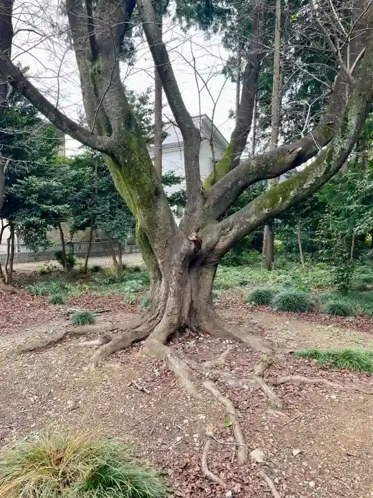 関間神明神社(埼玉県)