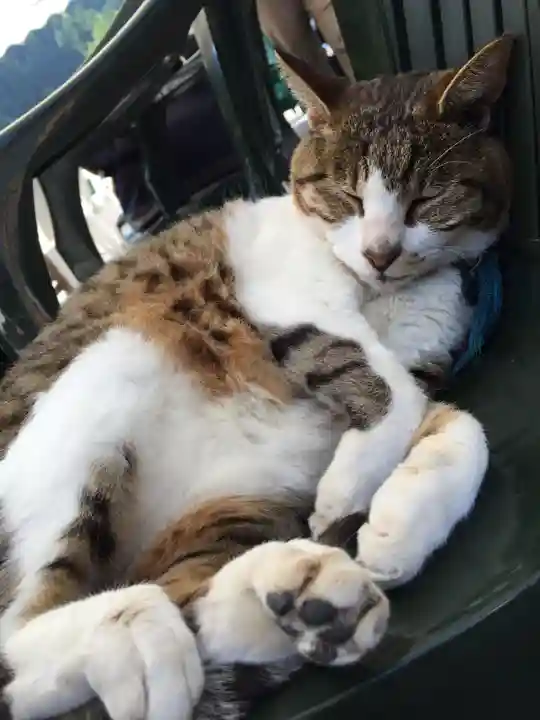 御誕生寺(猫寺)の動物