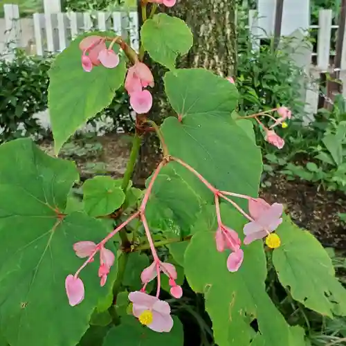 沙沙貴神社の自然