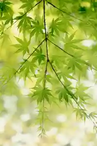 正安寺(神奈川県)(2026年05月06日(水) 16時02分05秒投稿)