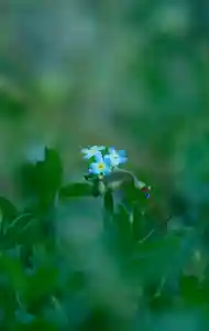 正安寺(神奈川県)(2026年04月14日(火) 21時51分19秒投稿)