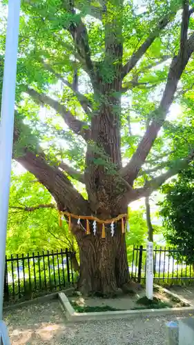 眞好天神社の自然