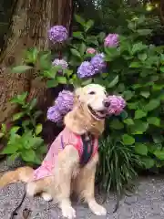 尊永寺の動物