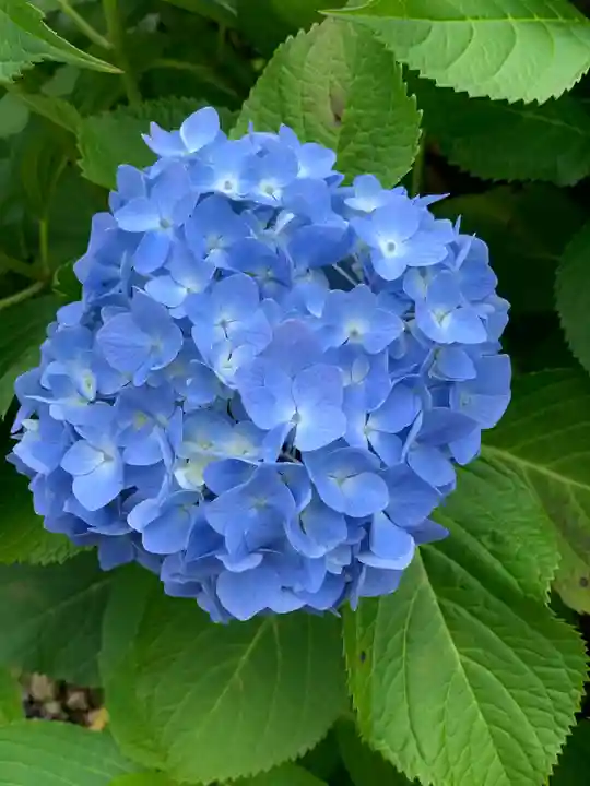 摩訶耶寺の自然