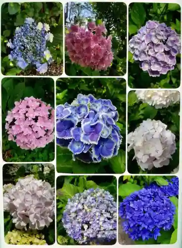 本郷氷川神社(東京都)