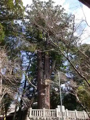 大川上美良布神社の自然