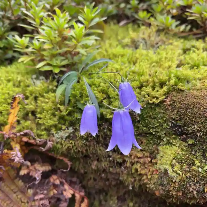 権現坂祠(神奈川県)