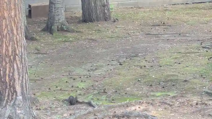 上川神社の動物