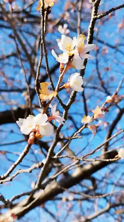 尾張猿田彦神社(愛知県)