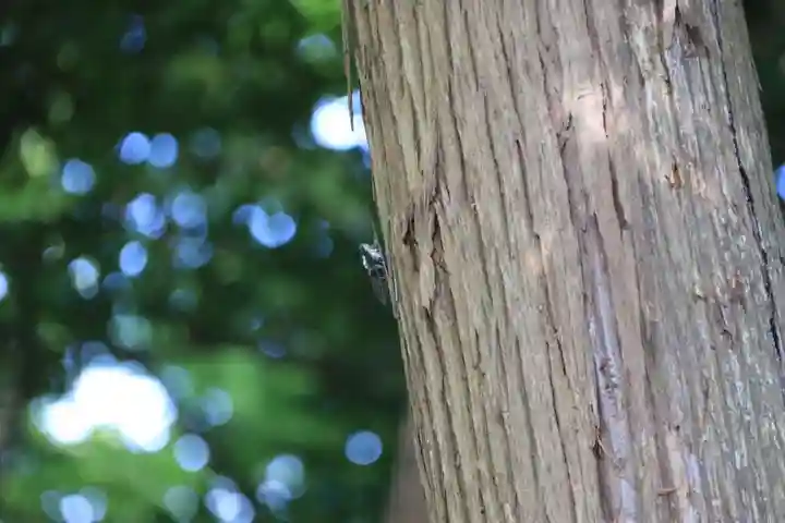 阿久津「田村神社」(郡山市阿久津町)旧社名:伊豆箱根三嶋三社の自然