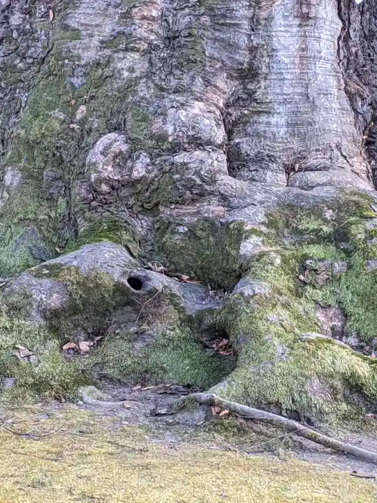 秩父今宮神社の自然